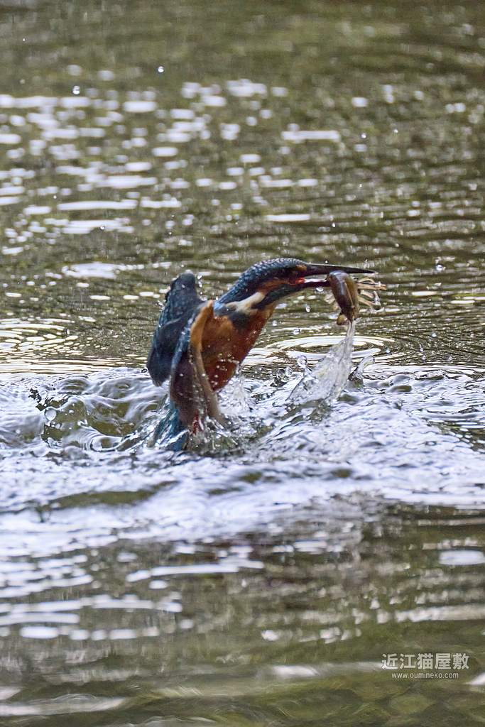EOS R5 mark IIで野鳥撮影 カワセミ、オオアカゲラ(朽木)