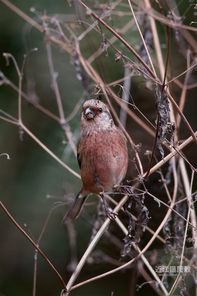 EOS R5 mark IIで野鳥撮影 ベニマシコ、ミヤマホオジロ、カシラダカ、リュウキュウサンショウクイ、ルリビタキ他