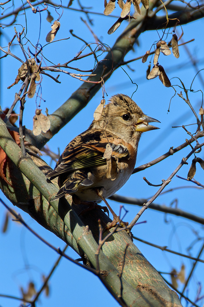 EOS R7+RF200-800mm F6.3-9 IS USM とまりもの検証中&散策&感想