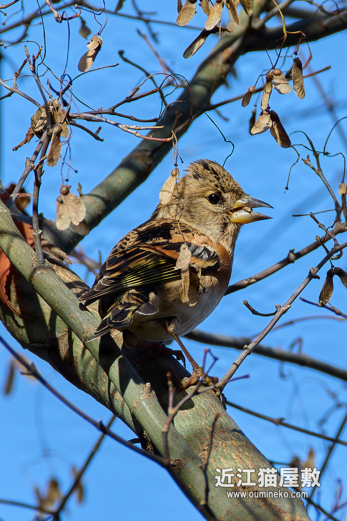 EOS R7+RF200-800mm F6.3-9 IS USM とまりもの検証中&散策&感想