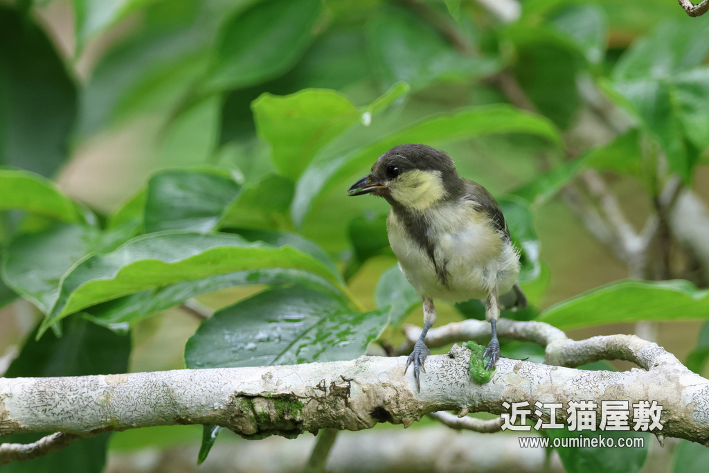 R7+RF600F4L カワセミ、ヒヨドリ、シジュウカラ