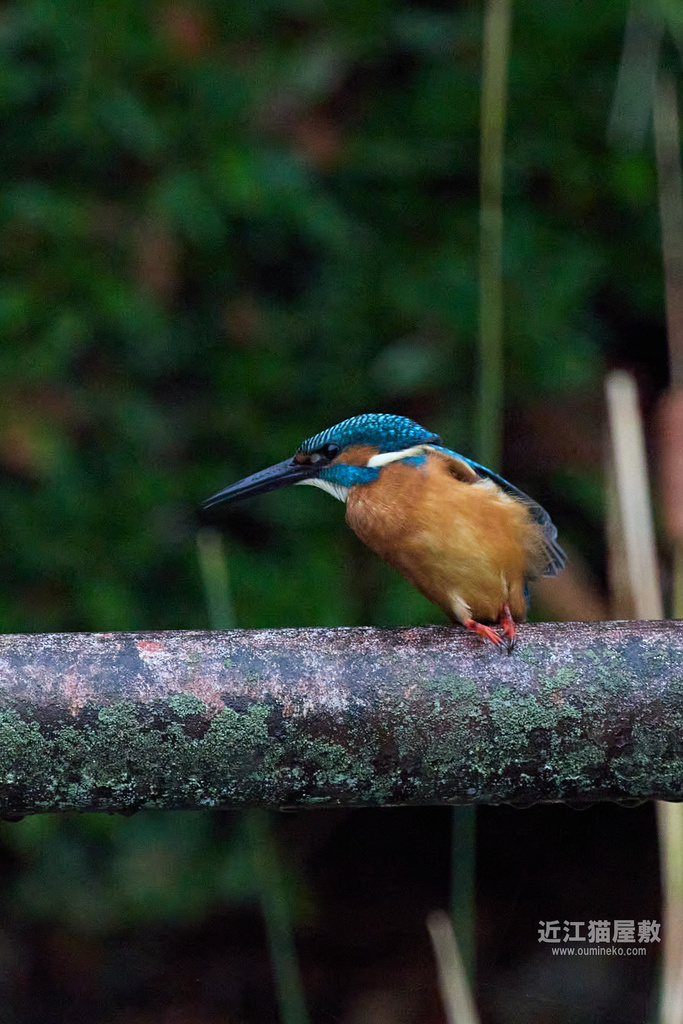 EOS R7 + EF400mm F4 DO IS II USM カワセミ,シジュウカラ,ヤマガラ