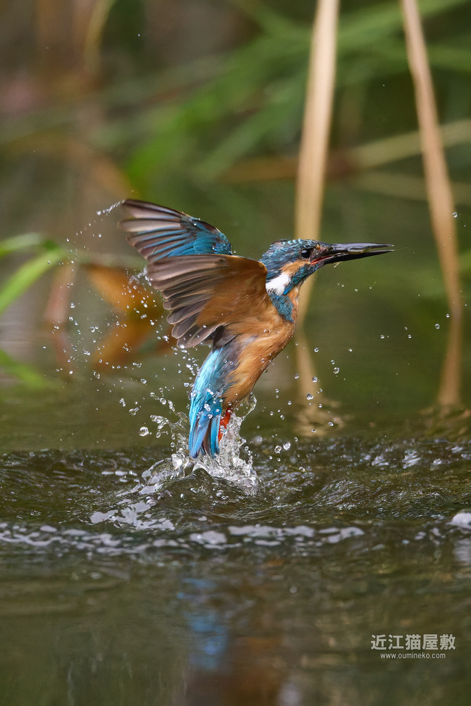 カワセミの季節到来、飛び込み撮影 EOS R5 mark II + EF800mm F5.6L IS USMで検証