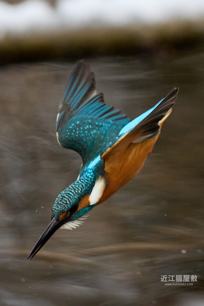 EOS R7でカワセミ撮影 敗北