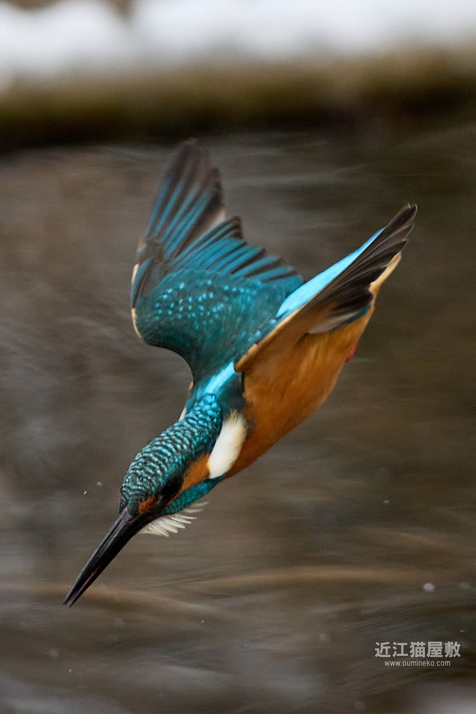 EOS R7でカワセミ撮影 敗北