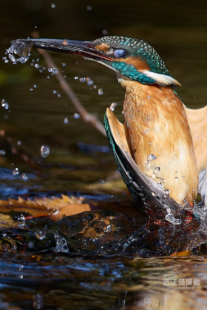 EOS R5 mark IIで野鳥撮影 ルリビタキ、カワセミ他