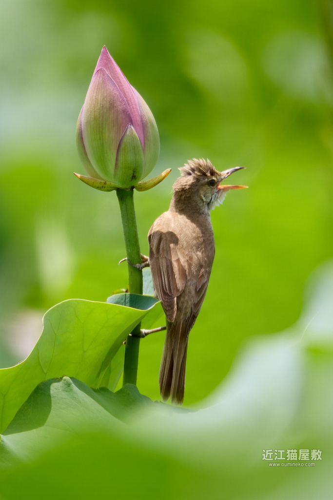 真夏の探鳥TIPS(初心者向け) 蓮×野鳥 オオヨシキリ、スズメ他