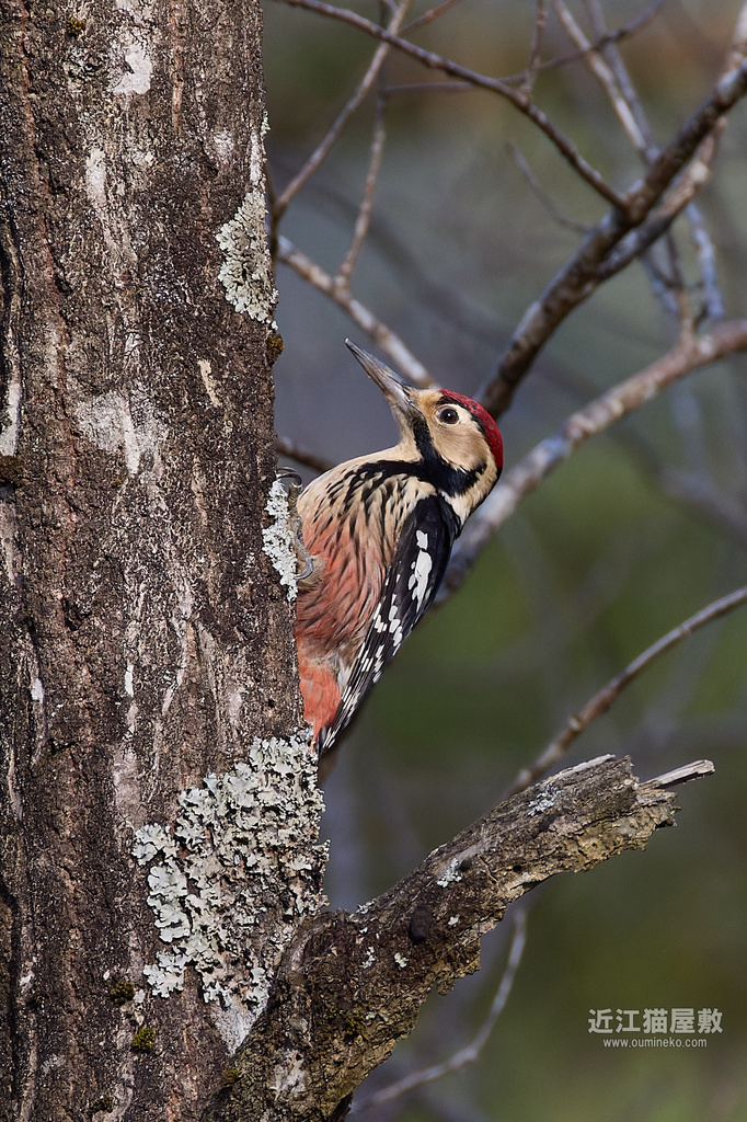 EOS R3,R7+RF200-800mm F6.3-9 IS USMで野鳥撮影 R3/R7と絞り比較