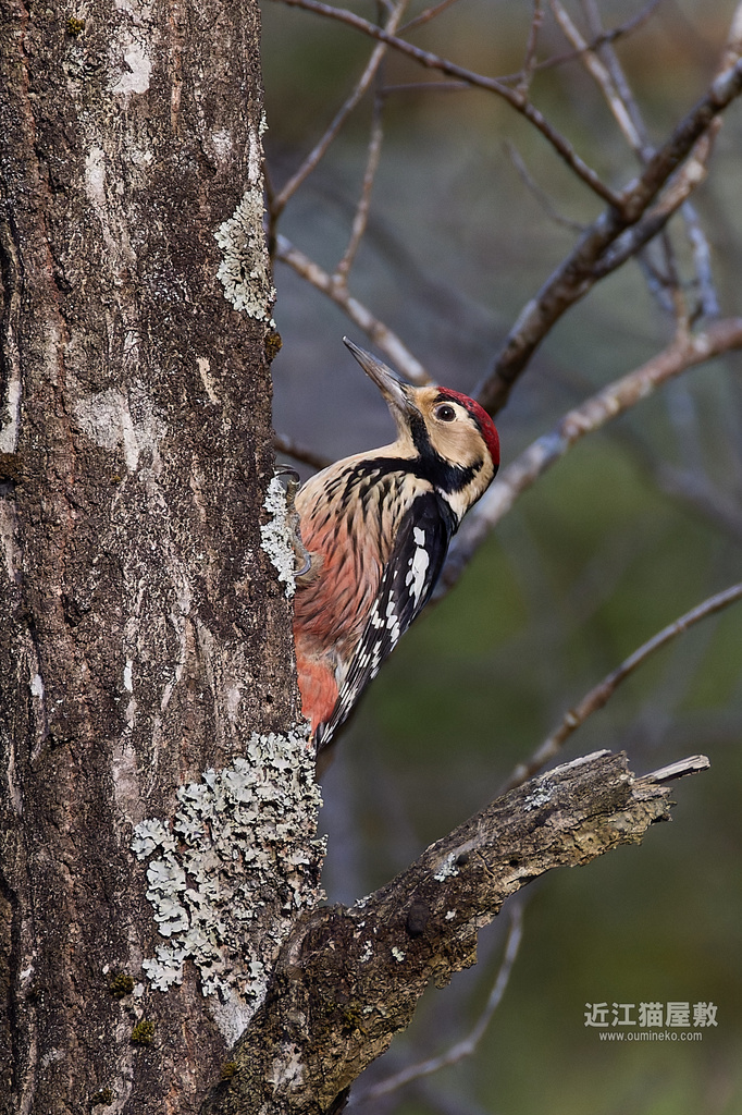 EOS R3,R7+RF200-800mm F6.3-9 IS USMで野鳥撮影 R3/R7と絞り比較