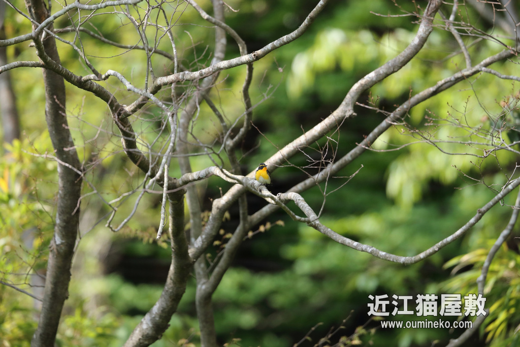 滋賀のダム カワセミ、キビタキ EOS-1D X Mark II + EF600F4L