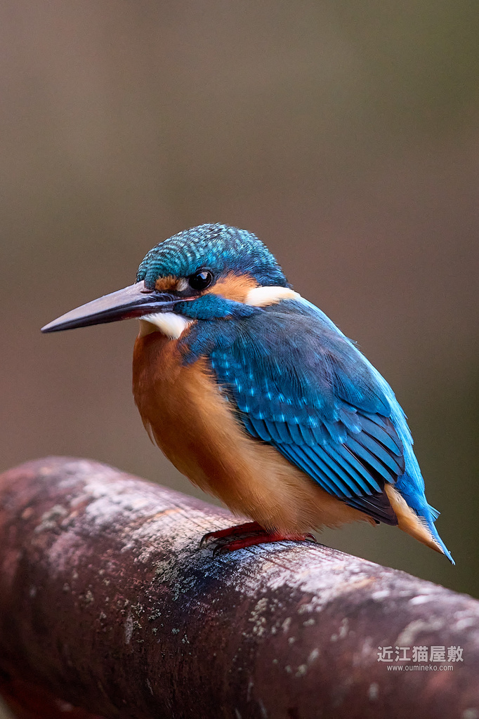 EOS R7 + EF600mm F4L IS II USM カワセミ他