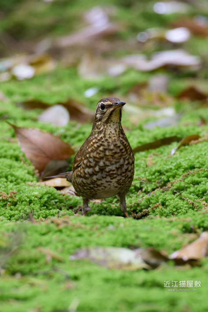 EOSで野鳥撮影 2025GW後半遠征① ツグミ科 四姉妹(マミジロ、マミチャジナイ、アカハラ、クロツグミ)
