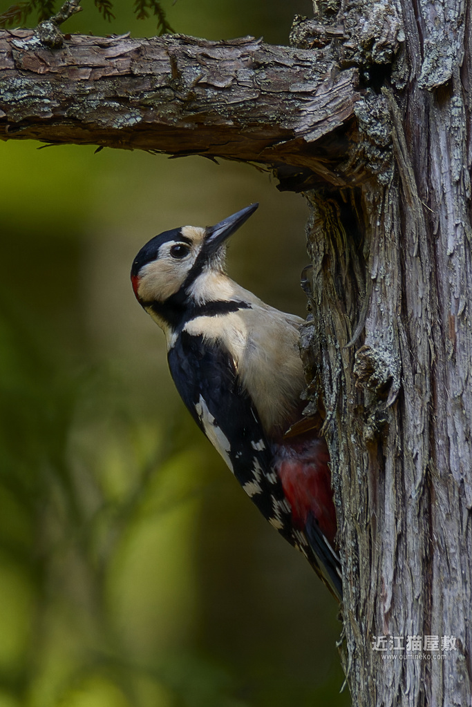 EOS R7で野鳥撮影 朽木 アカゲラ、キビタキ、コサメビタキ
