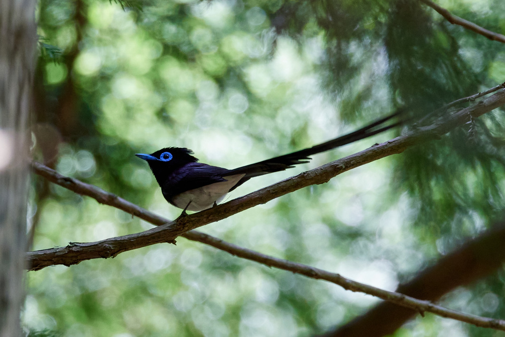 朽木 サンコウチョウ RF100-500実戦、RF600F4L