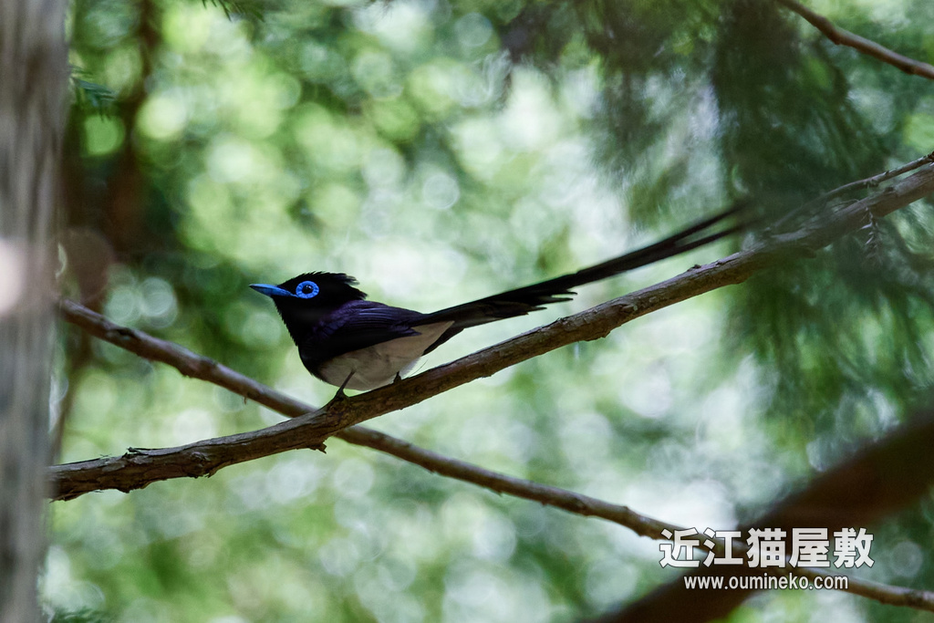 朽木 サンコウチョウ RF100-500実戦、RF600F4L