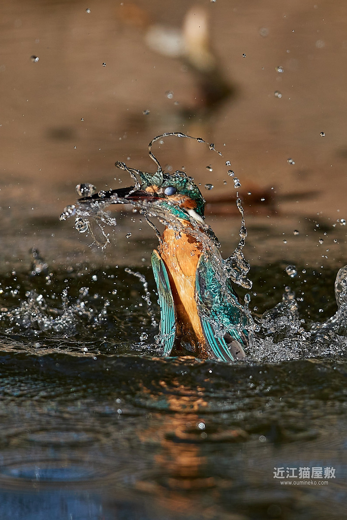 EOS-1D X mark III, R7で野鳥撮影 カワセミ、ゴイサギ、その他