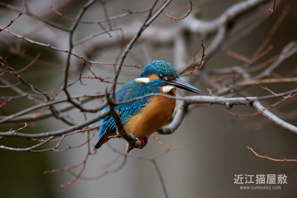 EOS R3/R7で野鳥撮影 カワセミ、カケス、カワラヒワ他
