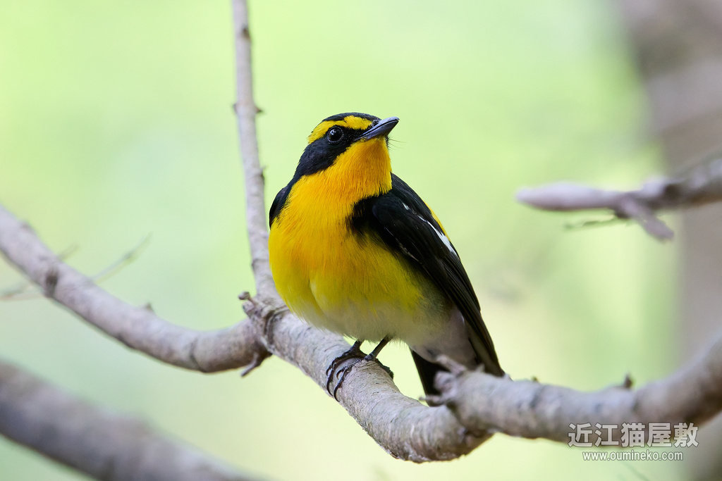 EOSで野鳥撮影 RF100-500mm F4.5-7.1L IS USM検証など(初心者向け)