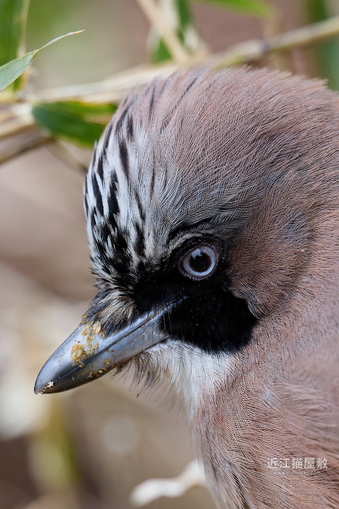 EOS R5 mark IIで野鳥撮影 3/2① 超至近距離カケス、ハイタカ、オオジュリン他