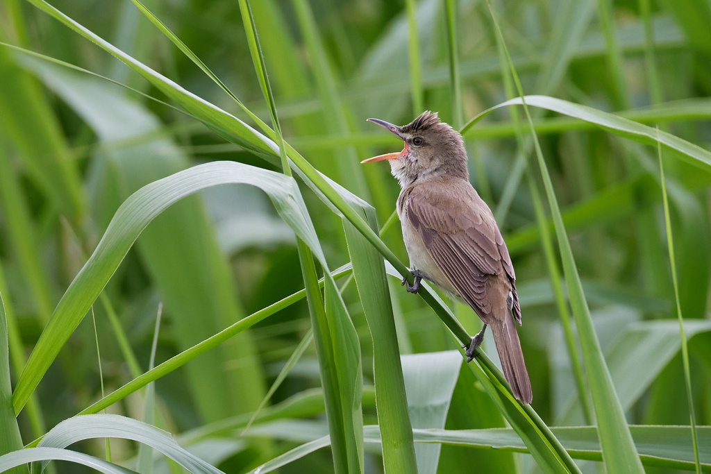 守山地球市民の森 オオヨシキリ EOS R5+RF600F4L