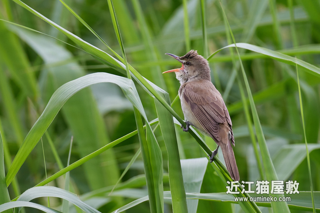 守山地球市民の森 オオヨシキリ EOS R5+RF600F4L