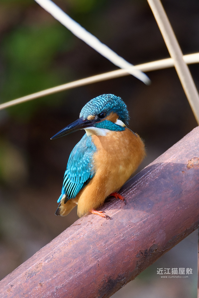 EOS R3+EF800mm F5.6L IS USMで野鳥撮影 ＆ 2024年 撮影機材紹介