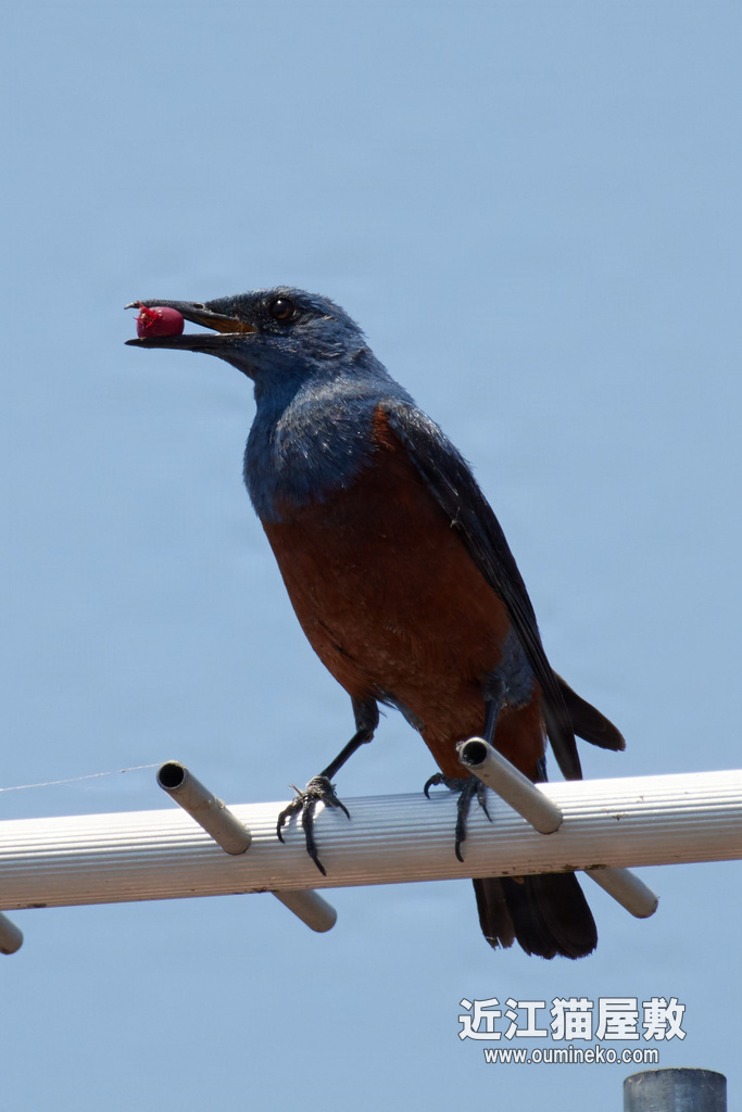 EOS R5でRF100-400とRF600F4L比較