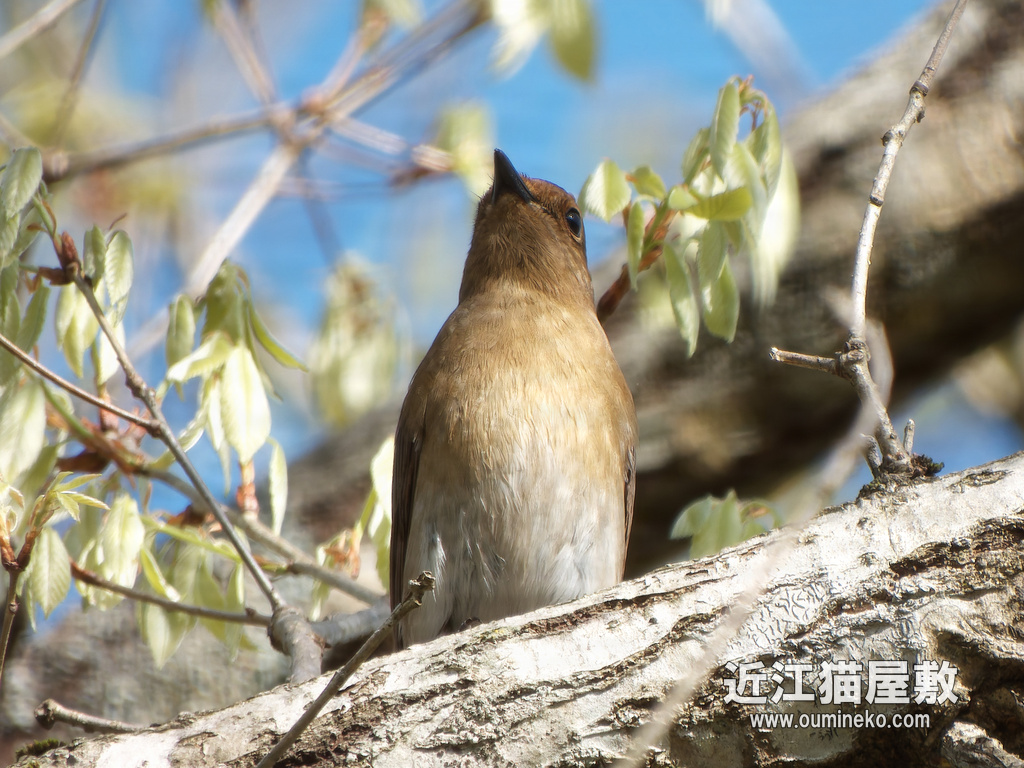 PX-1100で野鳥撮影 朽木 キビタキ、オオルリ、サンショウクイ、イカル、ヒガラ