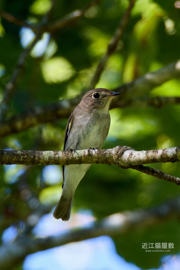 EOS R7で野鳥撮影 高地遠征 コサメビタキ他、夏鳥