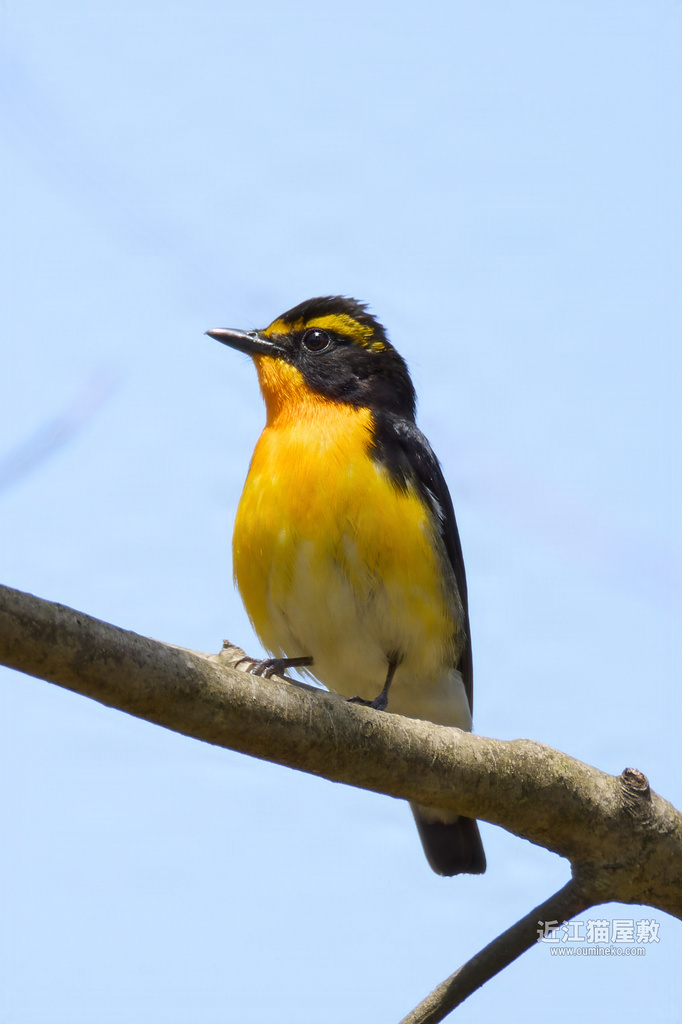 EOS R7で野鳥撮影 滋賀 朽木 夏鳥 キビタキ、サンショウクイ、コサメビタキ、クロツグミ、マミチャジナイ、センダイムシクイ、キバシリ、カシラダカ、コガラ、ソウシチョウ、シロハラ、ホオジロ他