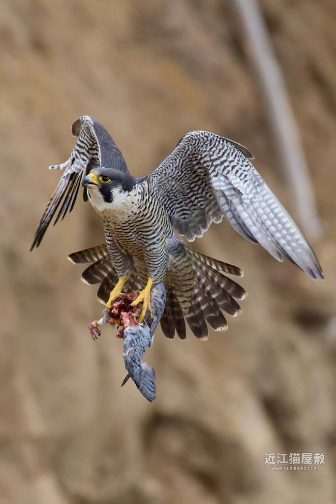 EOSで野鳥撮影 2025GW後半遠征④ ハヤブサ、オオルリ、コムクドリ、キビタキ