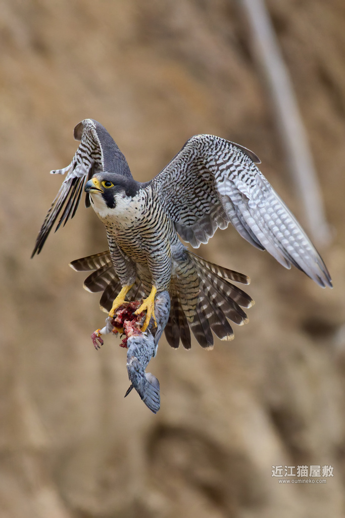 EOSで野鳥撮影 2025GW後半遠征④ ハヤブサ、オオルリ、コムクドリ、キビタキ
