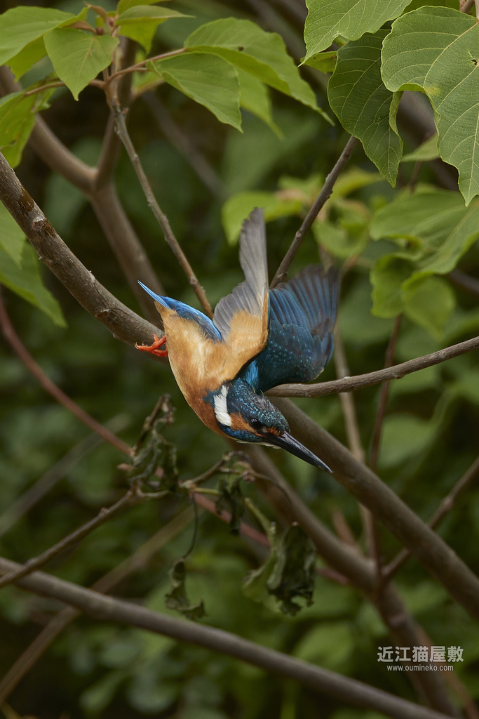 EOS-1D X mark IIIで野鳥撮影 カワセミ 敗北
