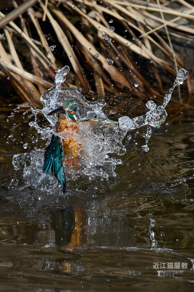 EOS R7,1DX3で野鳥撮影 カワセミ撮影のコツ(中級者への道)