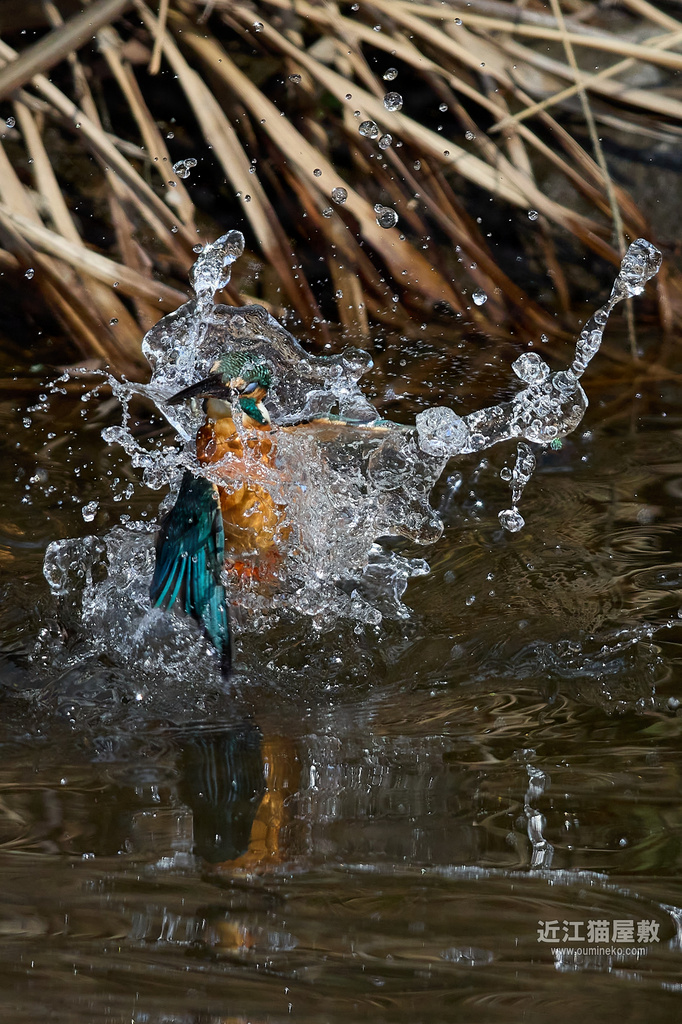 EOS R7,1DX3で野鳥撮影 カワセミ撮影のコツ(中級者への道)