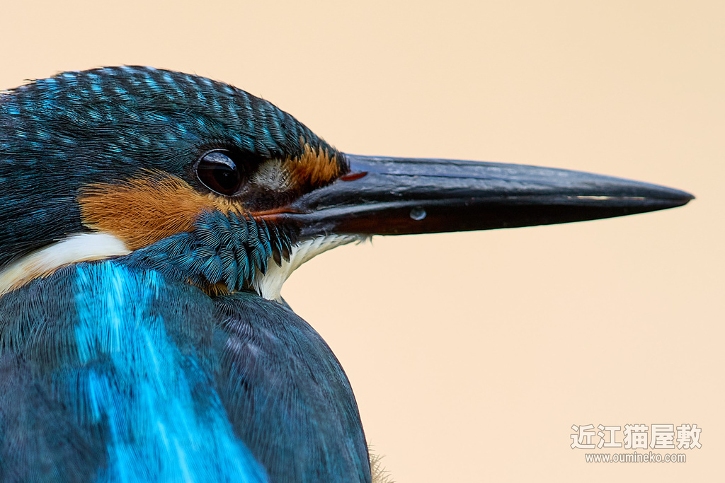EOS R7で野鳥撮影 カワセミ EF600mm F4L IS II USM