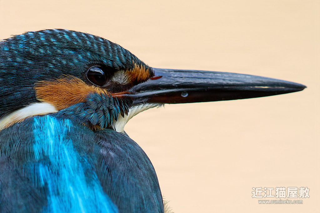 EOS R7で野鳥撮影 カワセミ EF600mm F4L IS II USM