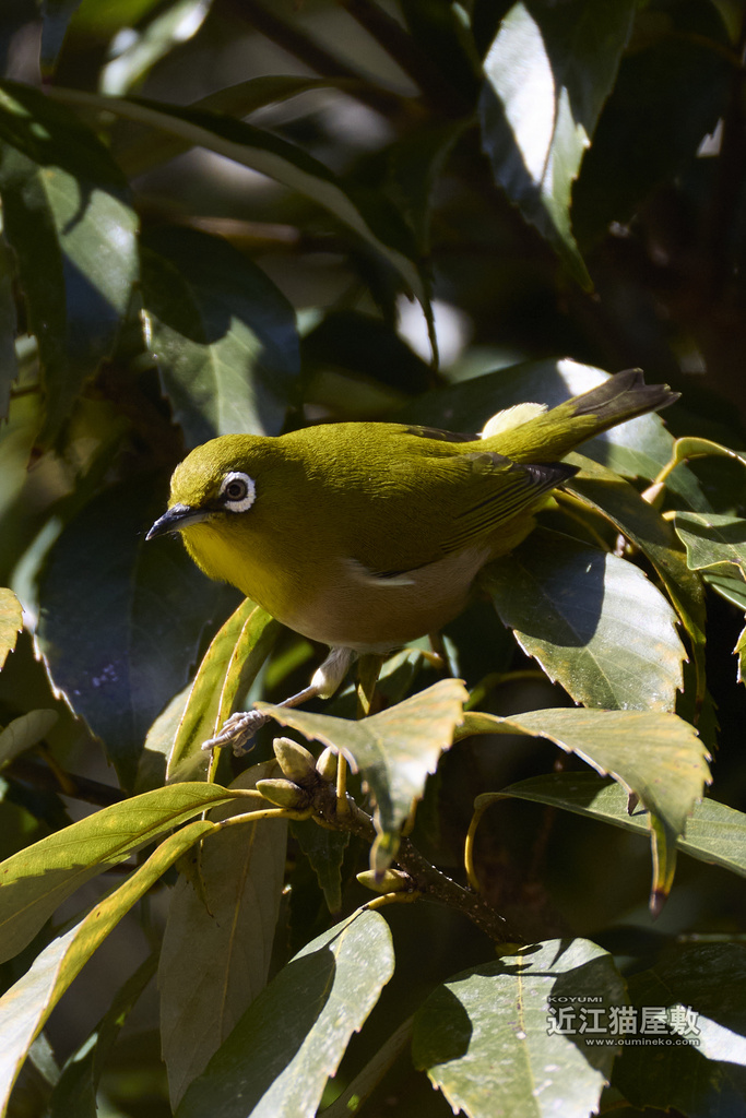 EOS R3+RF200-800mmで野鳥撮影 初めての三脚(こゆみ)