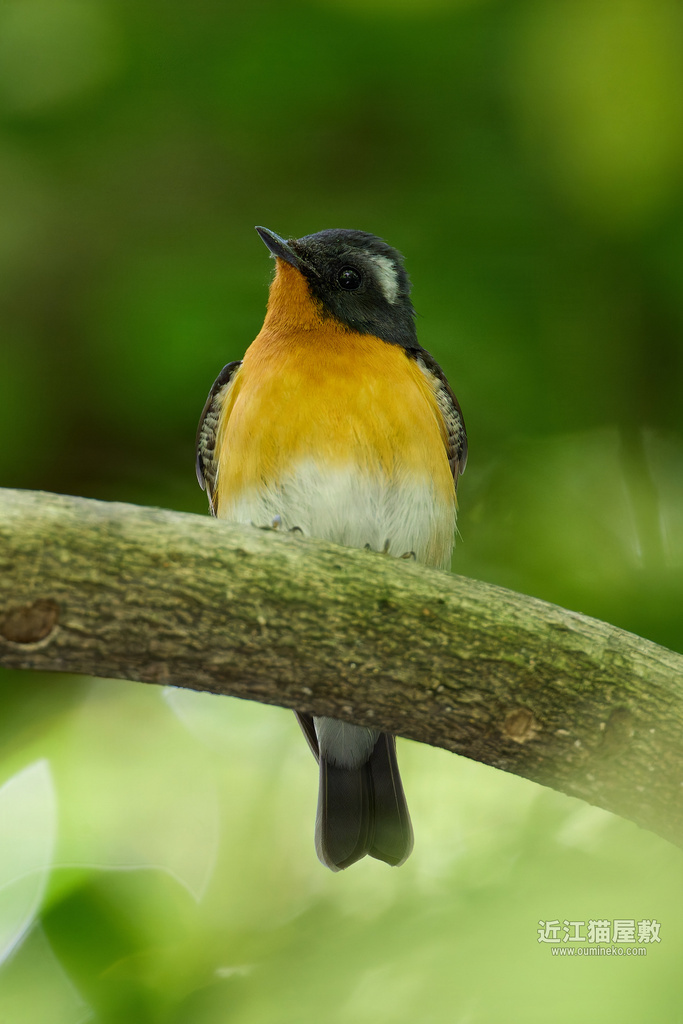 EOSで野鳥撮影 2025GW後半遠征② ムギマキ、センダイムシクイ、ビンズイ、ウグイス、サンショウクイ、アオジ、ニホンリス
