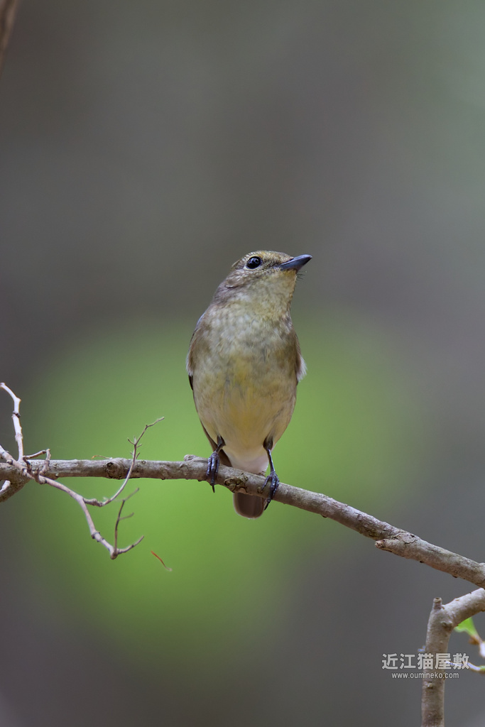 EOS R7で野鳥撮影 朽木 コサメビタキ、キビタキ、ヤマガラ
