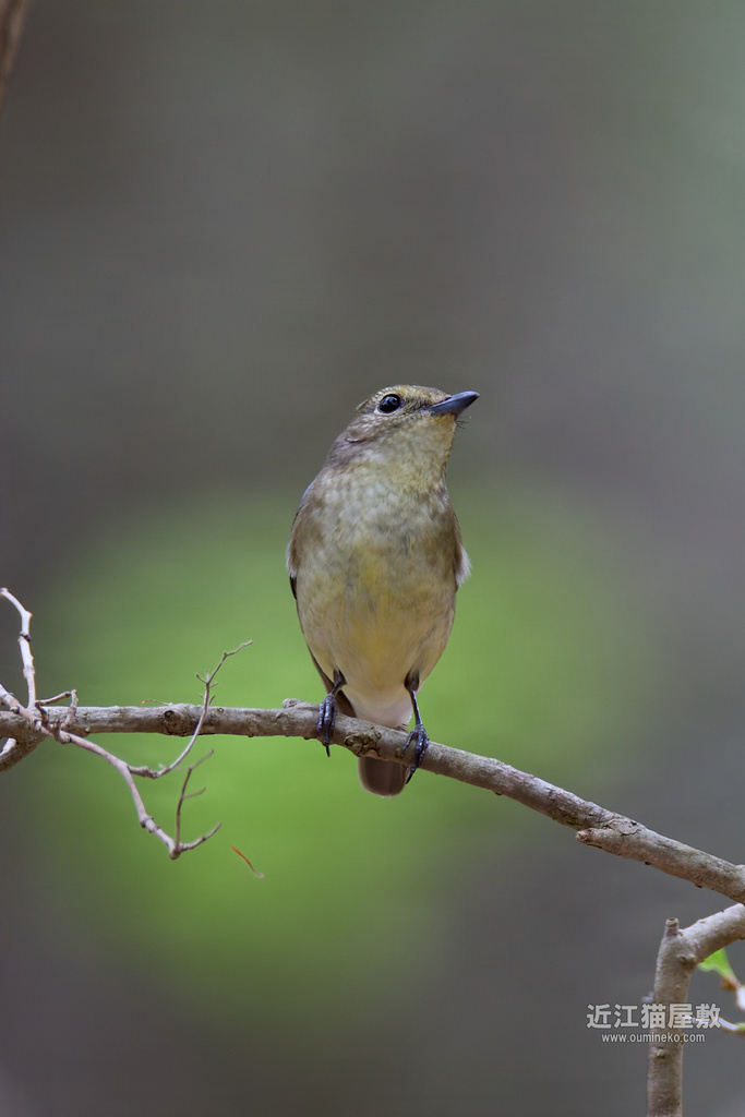 EOS R7で野鳥撮影 朽木 コサメビタキ、キビタキ、ヤマガラ