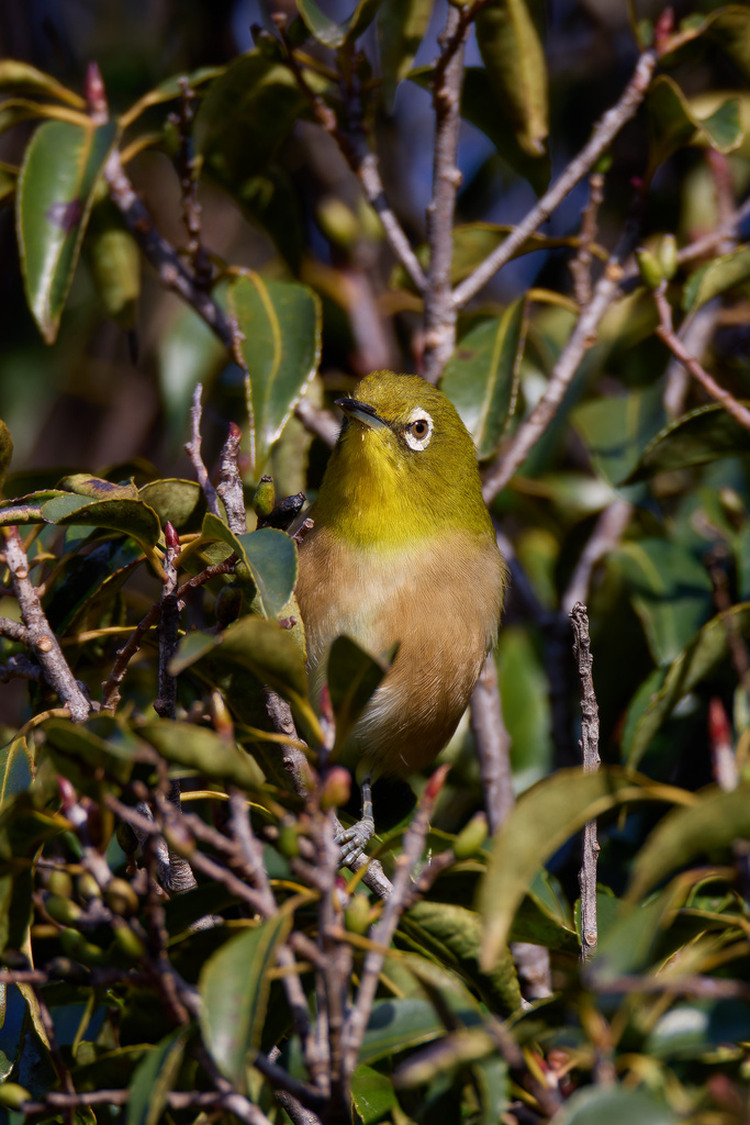 EOS R7で野鳥撮影 RF200-800のことを考えつつ散歩