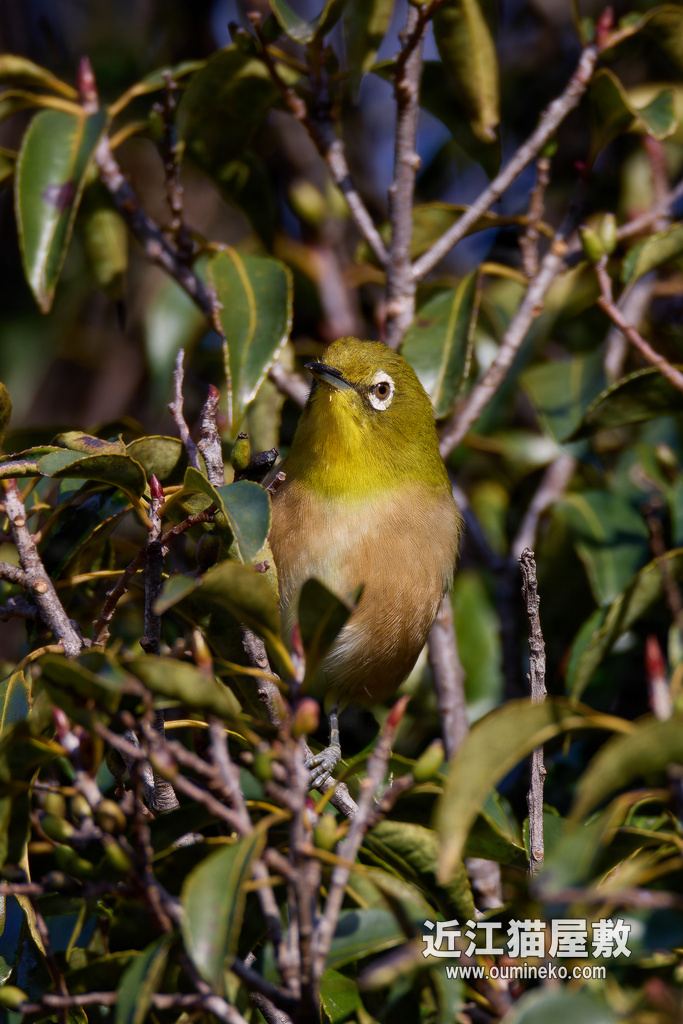EOS R7で野鳥撮影 RF200-800のことを考えつつ散歩