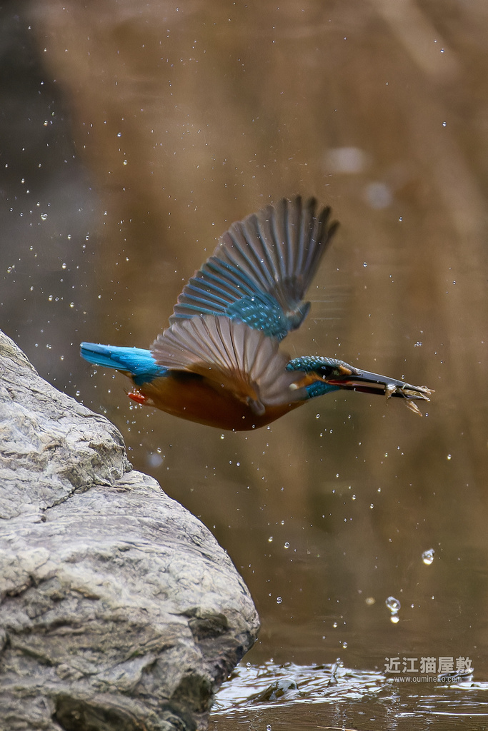 EOS R3+RF200-800mm F6.3-9 IS USMで野鳥撮影 カワセミ、他