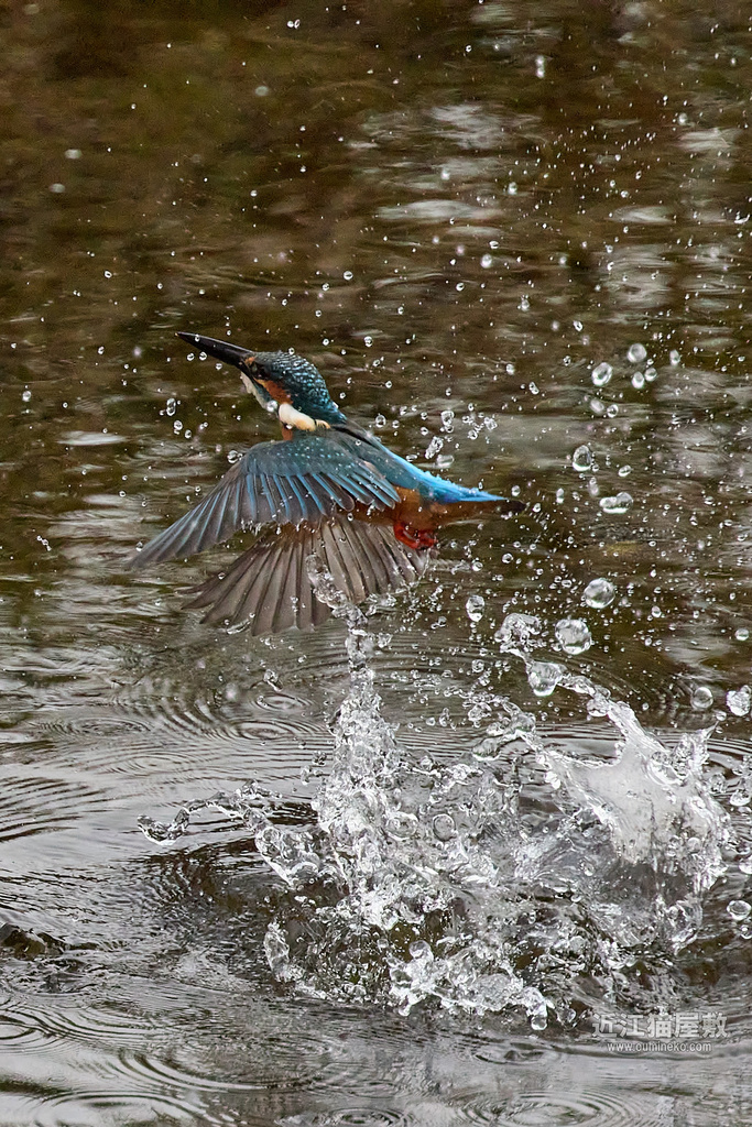EOS R7 + EF400mm F4 DO IS II USM カワセミ撮影(飛び込み)