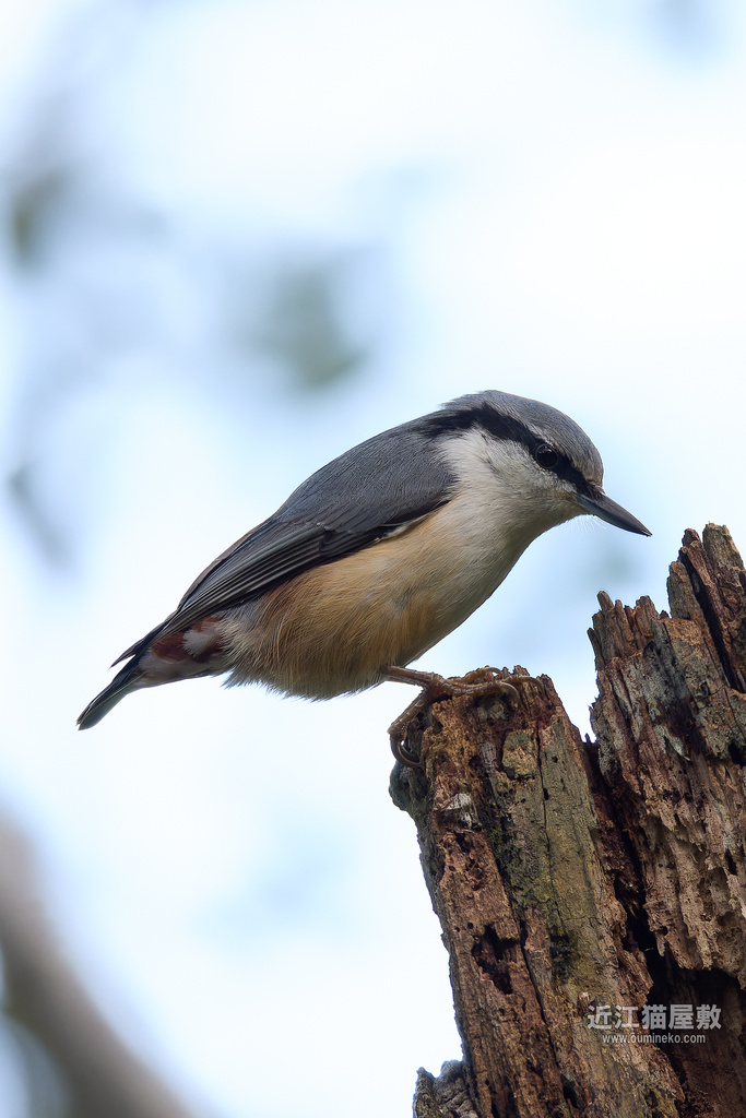 EOS R7で野鳥撮影 ゴジュウカラ、ハチクマ、オオルリ、キビタキ