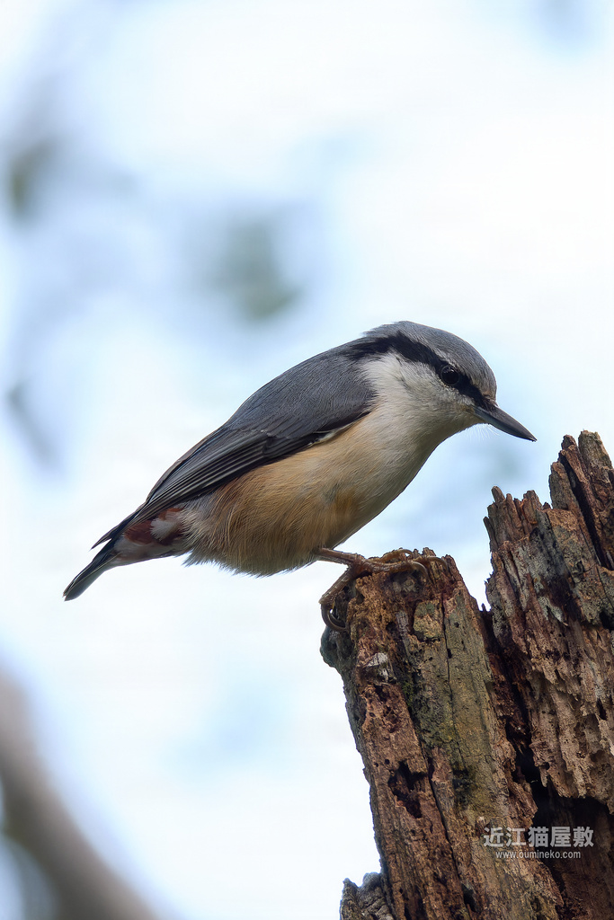 EOS R7で野鳥撮影 ゴジュウカラ、ハチクマ、オオルリ、キビタキ