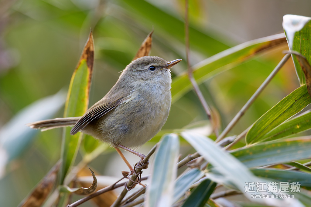 EOS R5 mark IIで野鳥撮影 ウグイス、ルリビタキ、カワセミ他
