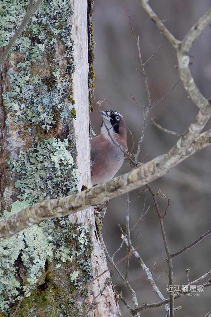EOS R3,R7で野鳥撮影 朽木 雪中行軍 敗北