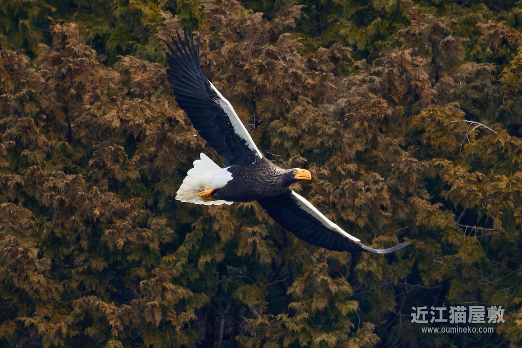 EOS R5 mark IIで野鳥撮影 今期最後のオオワシ、ベニマシコ、ミヤマホオジロ、トラツグミ、ヒクイナ他